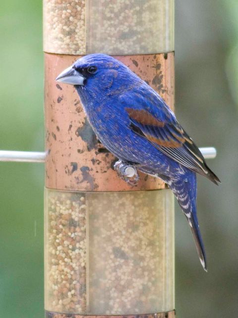 Blue Grosbeak